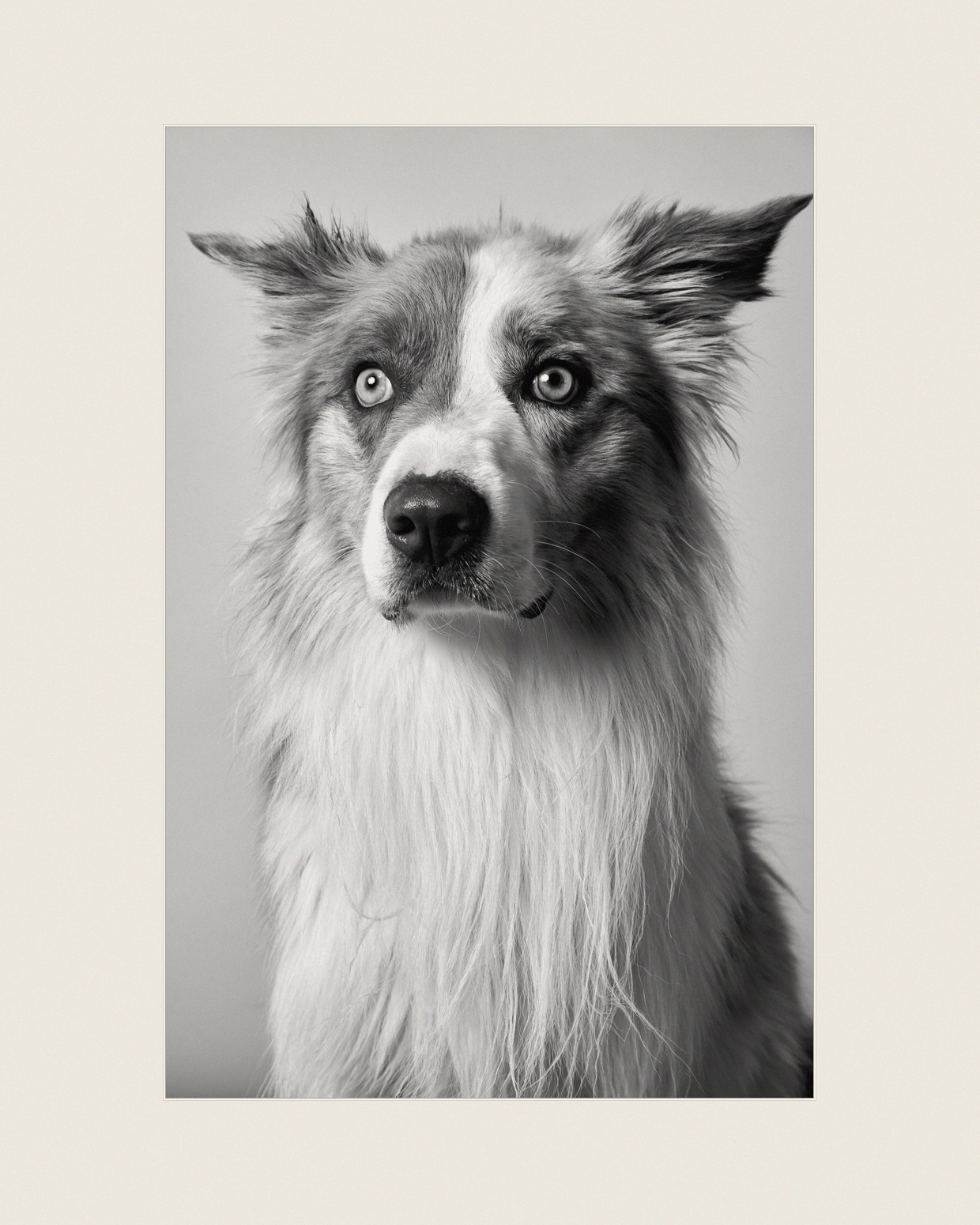 Stampa con passepartout: ritratto di border collie